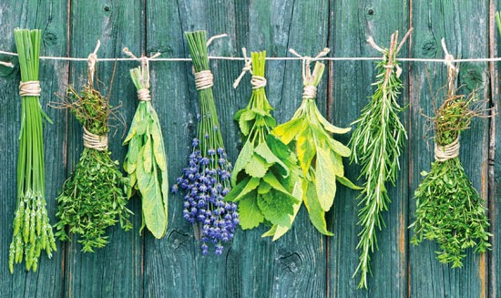 250 Ideas for Cooking with 10 Fresh Herbs