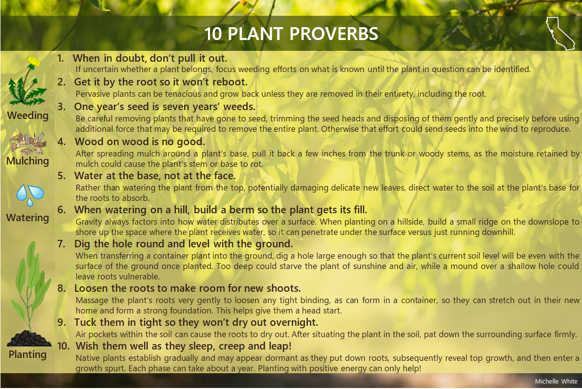 10 Plant Proverbs for weeding, mulching, watering and planting native plants