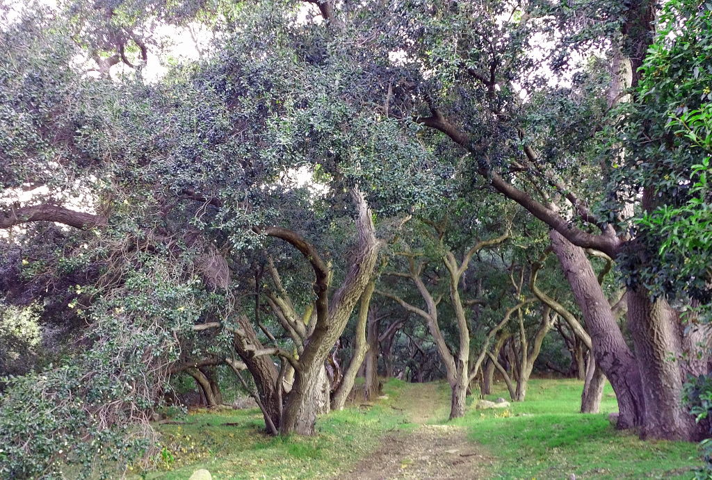 Path winds between coast live oak (Quercus agrifolia)
