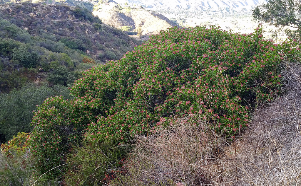 Sugar bush (Rhus ovata) amid CA native plants in the Verdugo Mountains